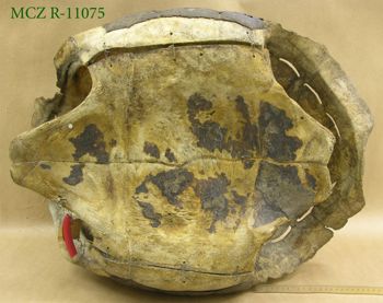 Media type: image; Herpetology R-11075